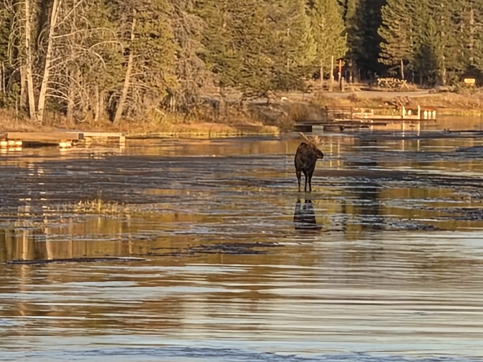 A bull moose standing in the shallow Henrys Fork at golden hour, with pines on the far bank