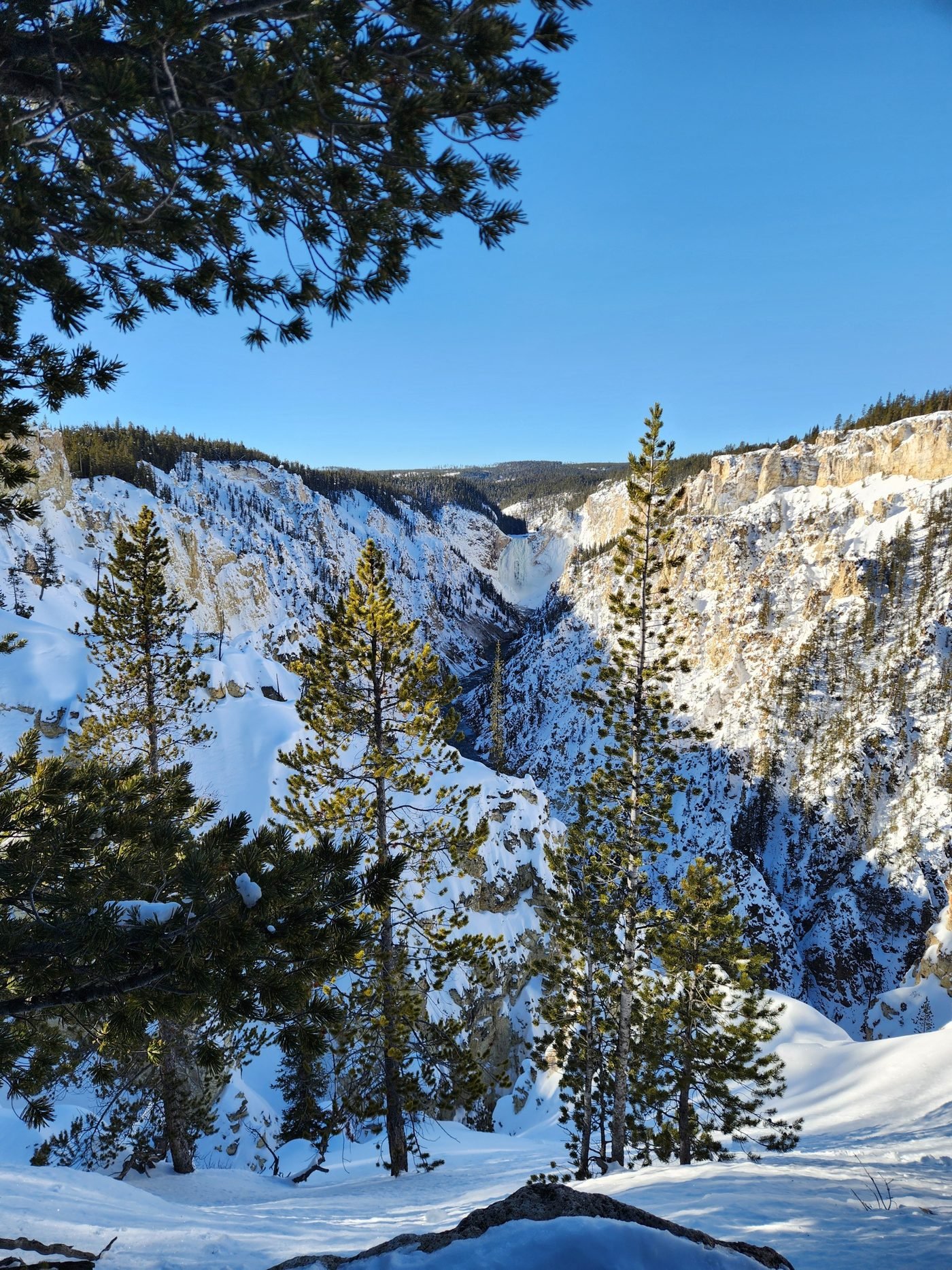Snowy Grand Canyon of the Yellowstone framed by lodgepole pines under a blue sky